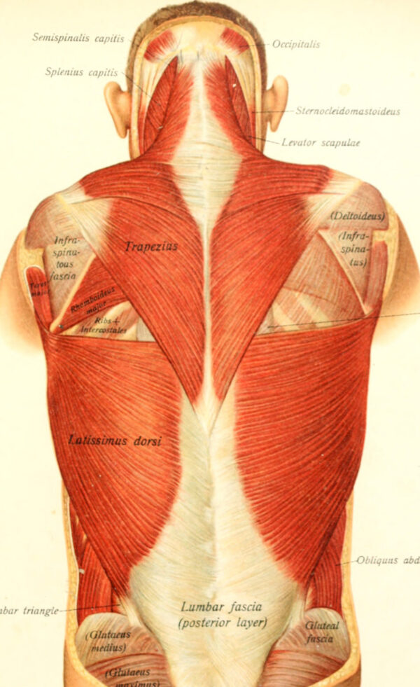 FASCIA: DESDE LO SUPERFICIAL A LO MÁS PROFUNDO