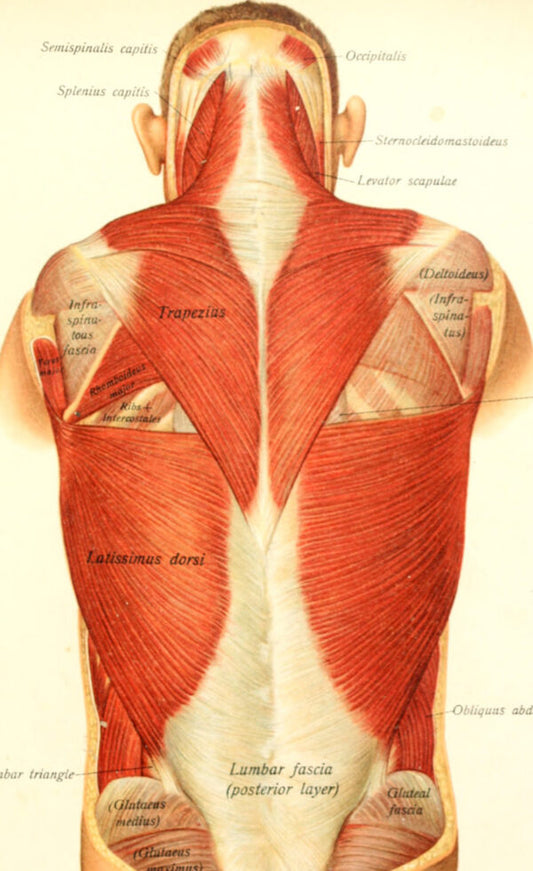 FASCIA: DESDE LO SUPERFICIAL A LO MÁS PROFUNDO