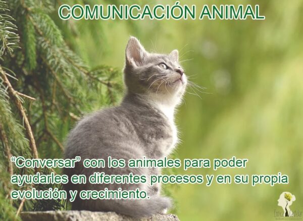 COMUNICACIÓN ANIMAL PARA CONVERSAR CON LOS ANIMALES (Eva Payán Barreda – Valencia)